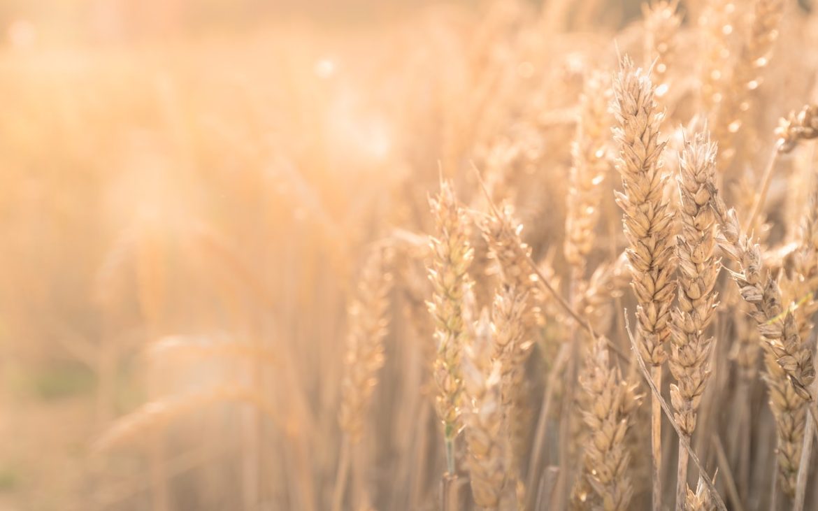 jez-timms-v1hy81Z3b3I-unsplash field of wheat