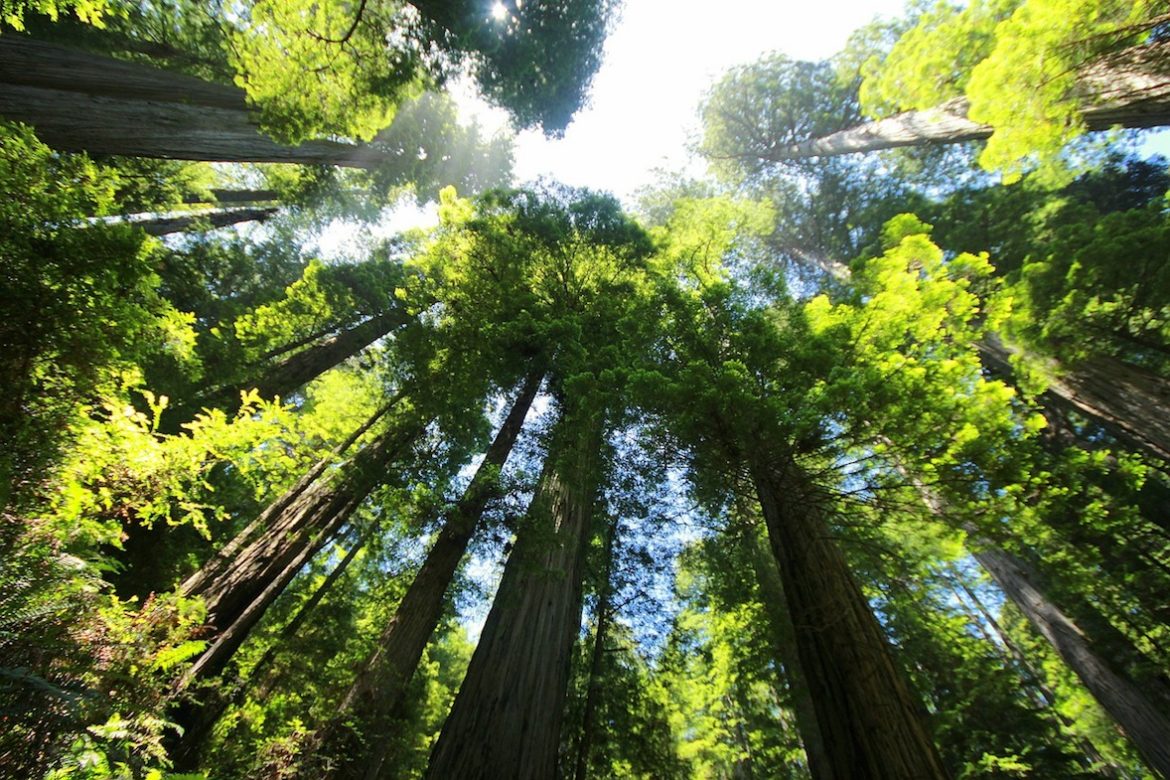 sequoia – redwood forest